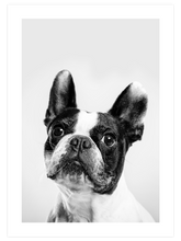 Fransız Bulldog - Art Print